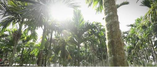海南省槟榔种植及加工现状