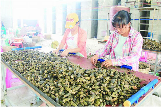 海南槟榔种植及加工概况研究报告