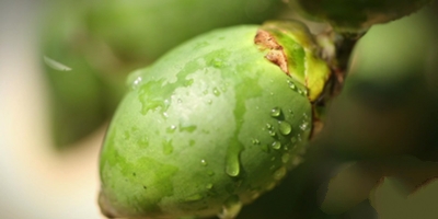 槟榔花沸水提取物对酪氨酸酶抑制作用的研究