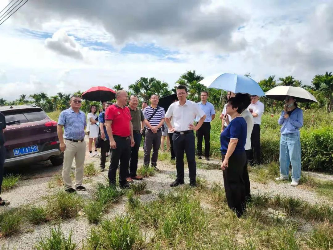 海南省农科院院长周燕华一行到万宁黄化防控比武基地考察调研